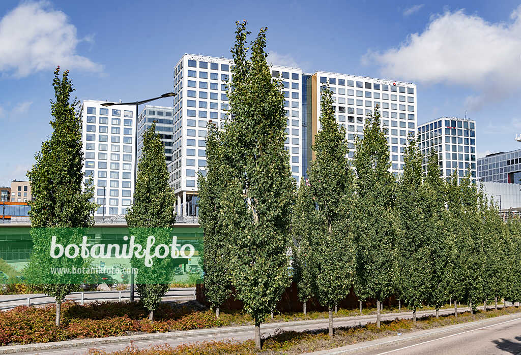 675286 - Common aspen (Populus tremula 'Erecta')