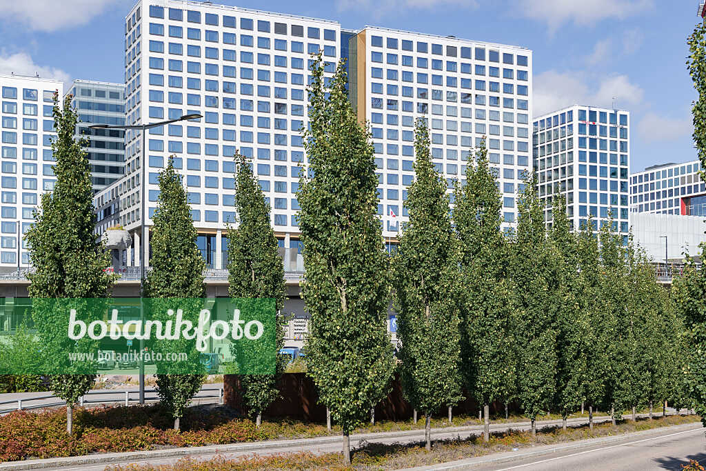 675291 - Common aspen (Populus tremula 'Erecta')