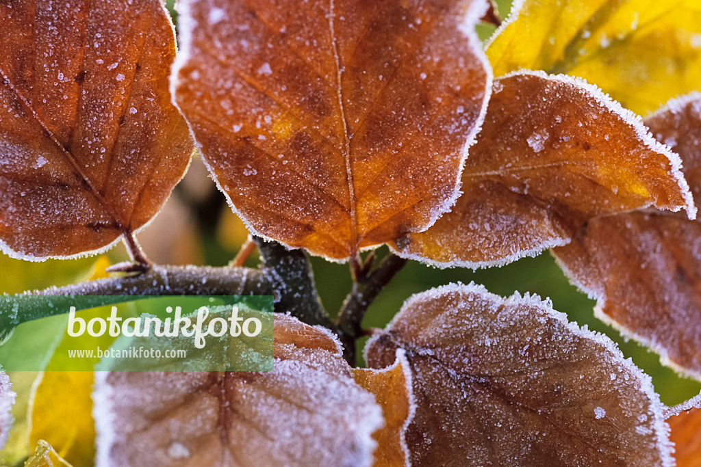 432084 - Common beech (Fagus sylvatica) with hoar frost