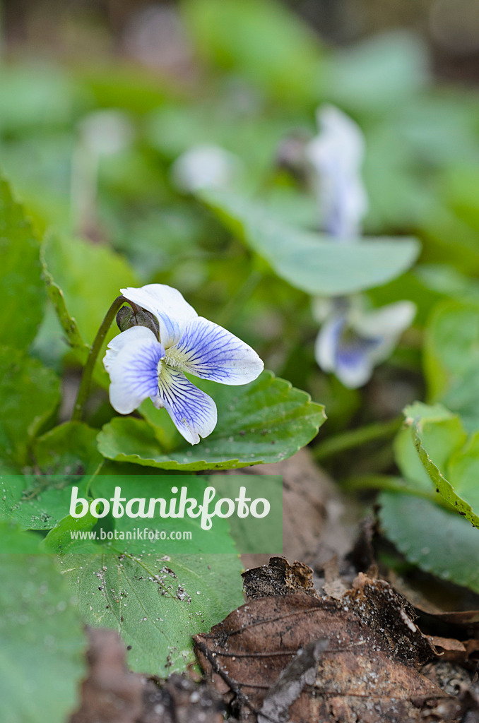 507055 - Common blue violet (Viola sororia)