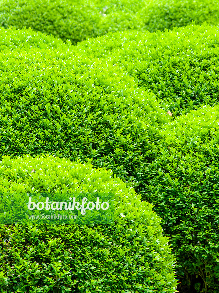 426149 - Common boxwood (Buxus sempervirens)
