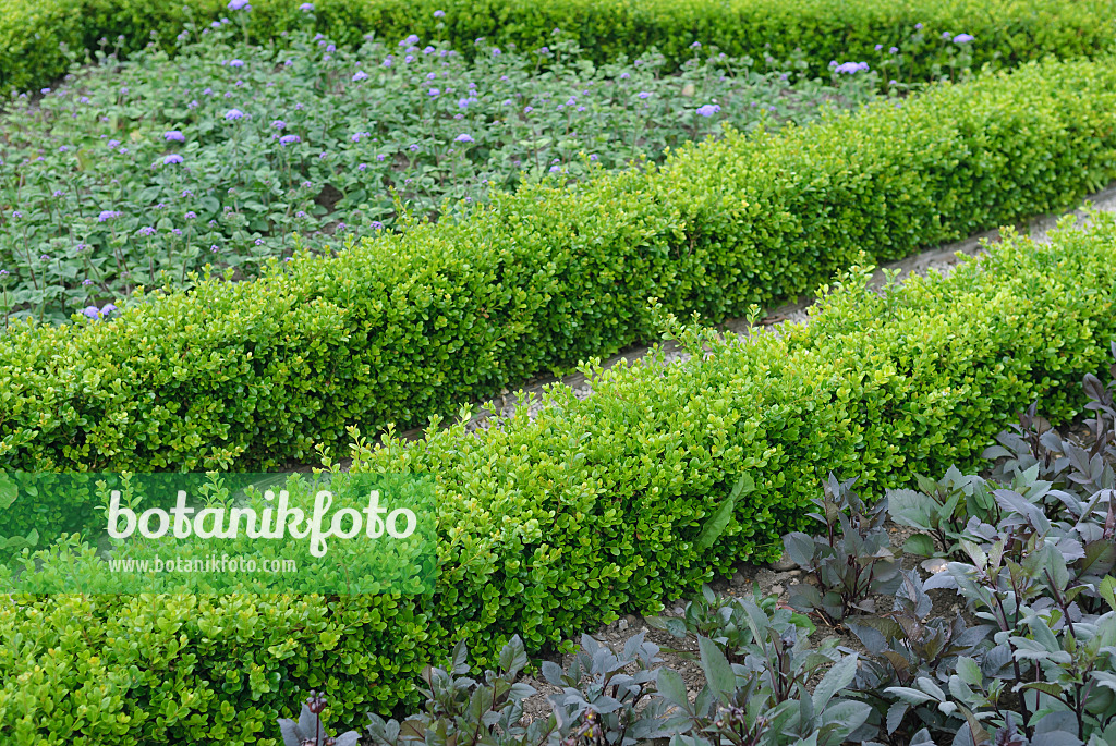535265 - Common boxwood (Buxus sempervirens 'Suffruticosa')