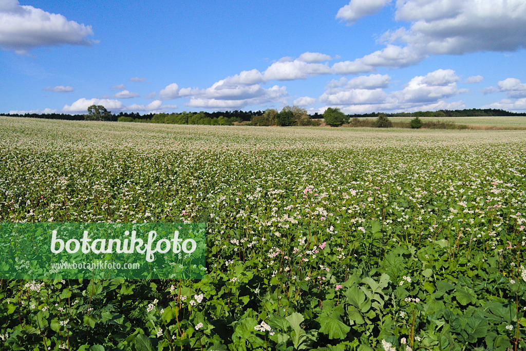 671006 - Common buckwheat (Fagopyrum esculentum)