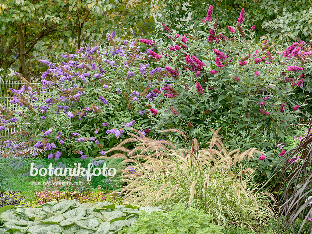 547097 - Common butterfly bush (Buddleja davidii 'Buzz Blue' and Buddleja davidii 'Buzz Velvet')