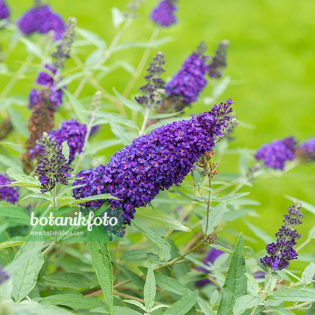 651127 - Common butterfly bush (Buddleja davidii 'Buzz Indigo')