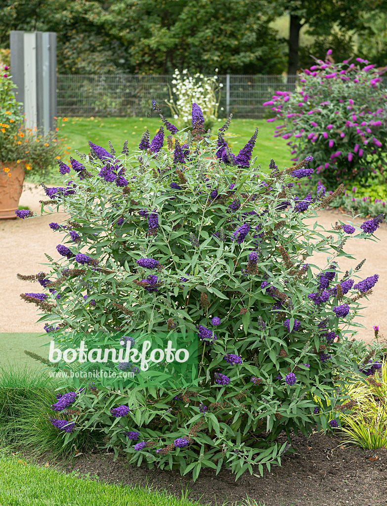 651128 - Common butterfly bush (Buddleja davidii 'Buzz Indigo')
