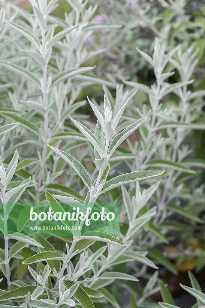 635020 - Common butterfly bush (Buddleja davidii 'Morning Mist' syn. Buddleja davidii 'Silver Anniversary')