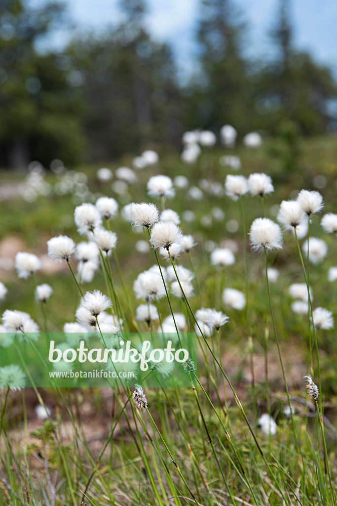 651240 - Common cotton grass (Eriophorum angustifolium)