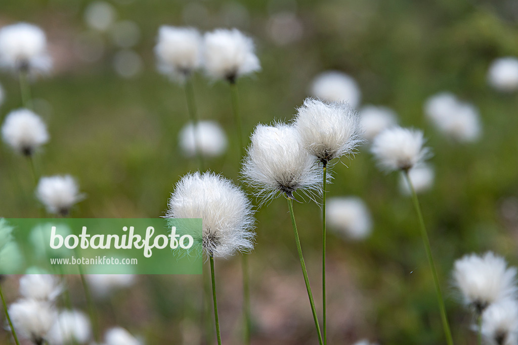 651241 - Common cotton grass (Eriophorum angustifolium)