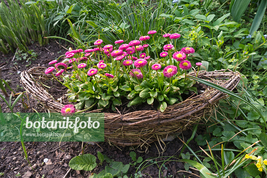 601039 - Common daisy (Bellis) in a wicker basket