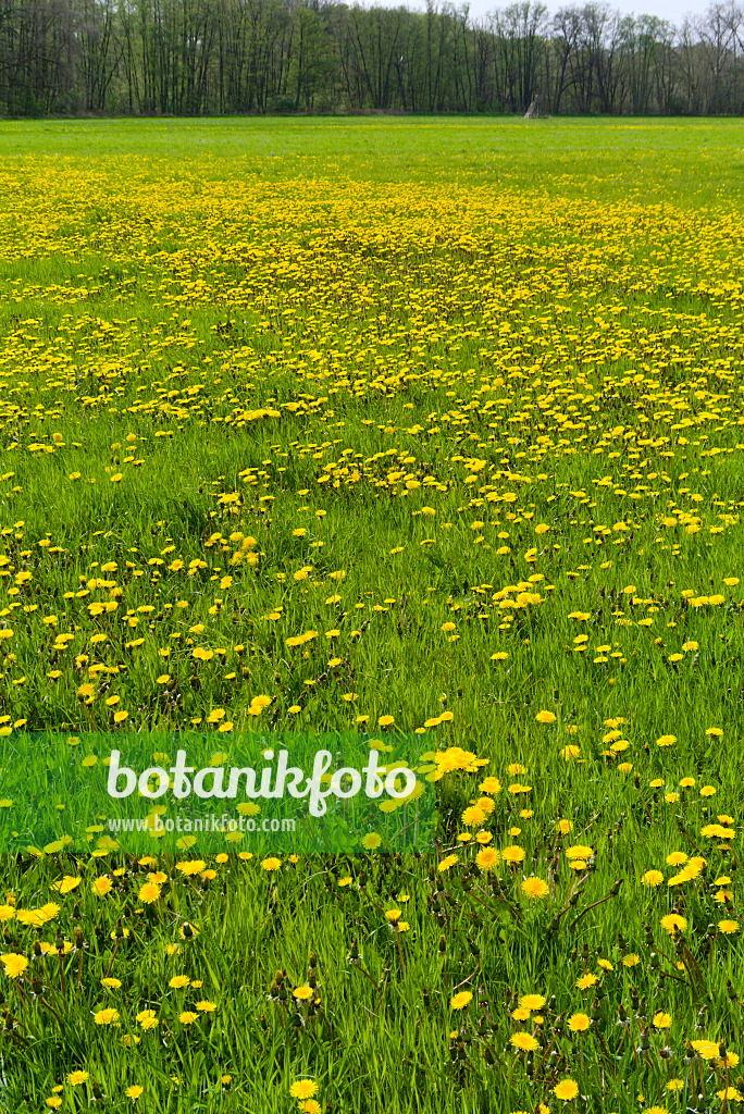 671003 - Common dandelion (Taraxacum officinale)