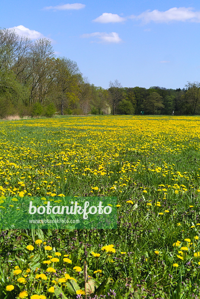671004 - Common dandelion (Taraxacum officinale)