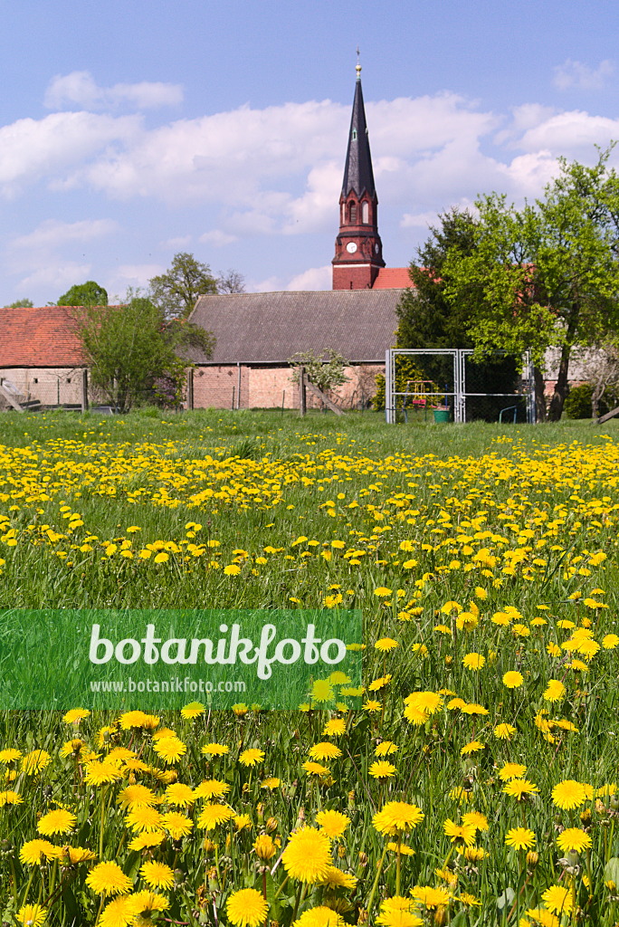 672076 - Common dandelion (Taraxacum officinale) in front of a village in the Mark Brandenburg