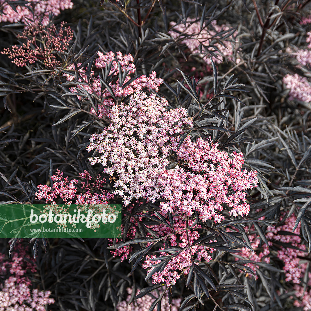 651509 - Common elder (Sambucus nigra 'Black Lace')