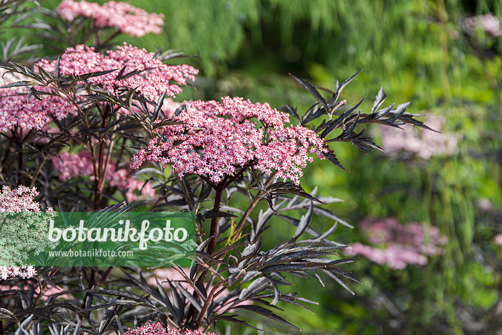 651510 - Common elder (Sambucus nigra 'Black Lace')
