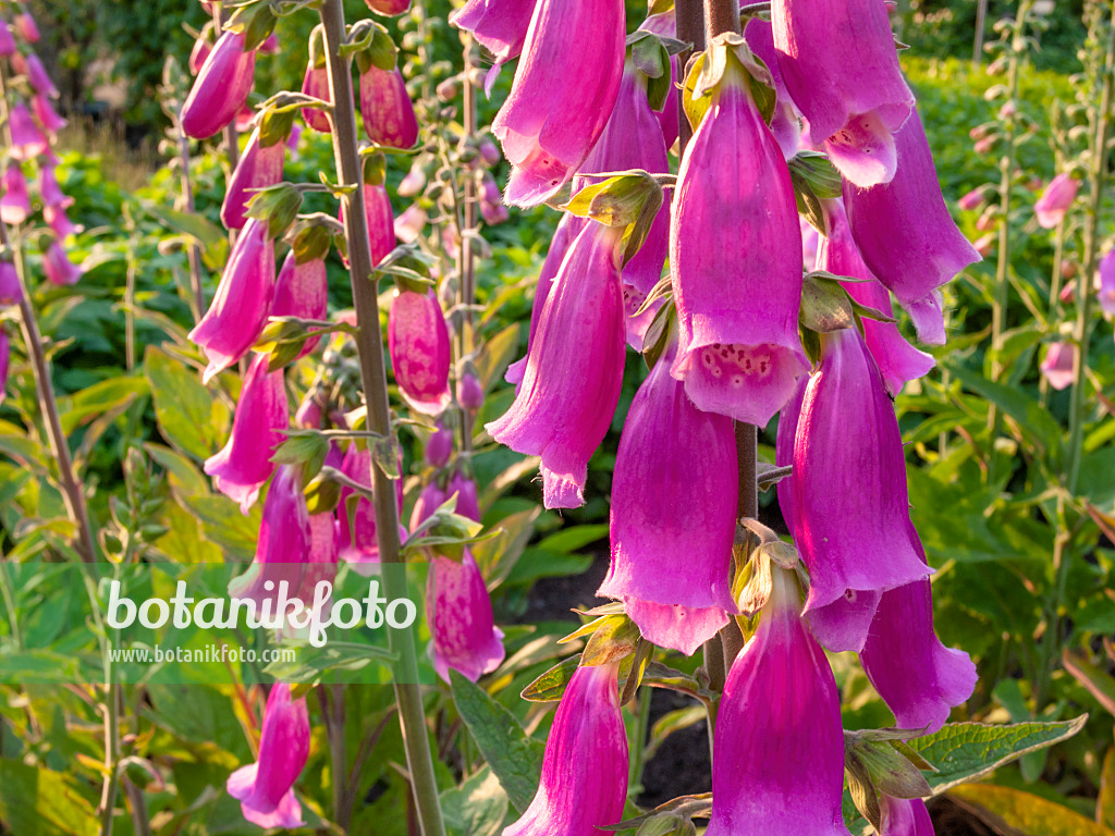 414001 - Common foxglove (Digitalis purpurea)