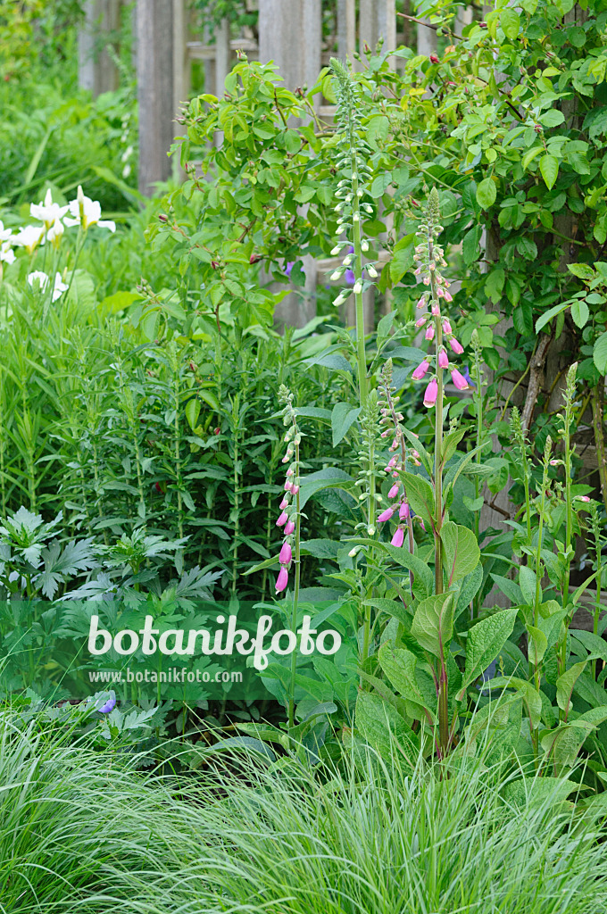 472330 - Common foxglove (Digitalis purpurea)