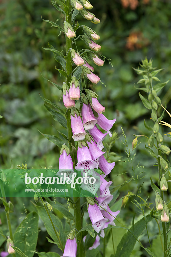 651221 - Common foxglove (Digitalis purpurea)