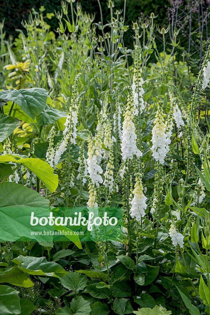 651218 - Common foxglove (Digitalis purpurea 'Alba')