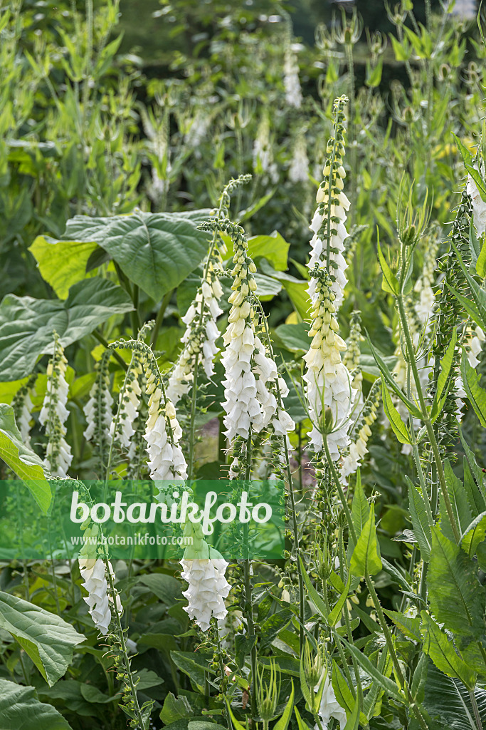 651219 - Common foxglove (Digitalis purpurea 'Alba')