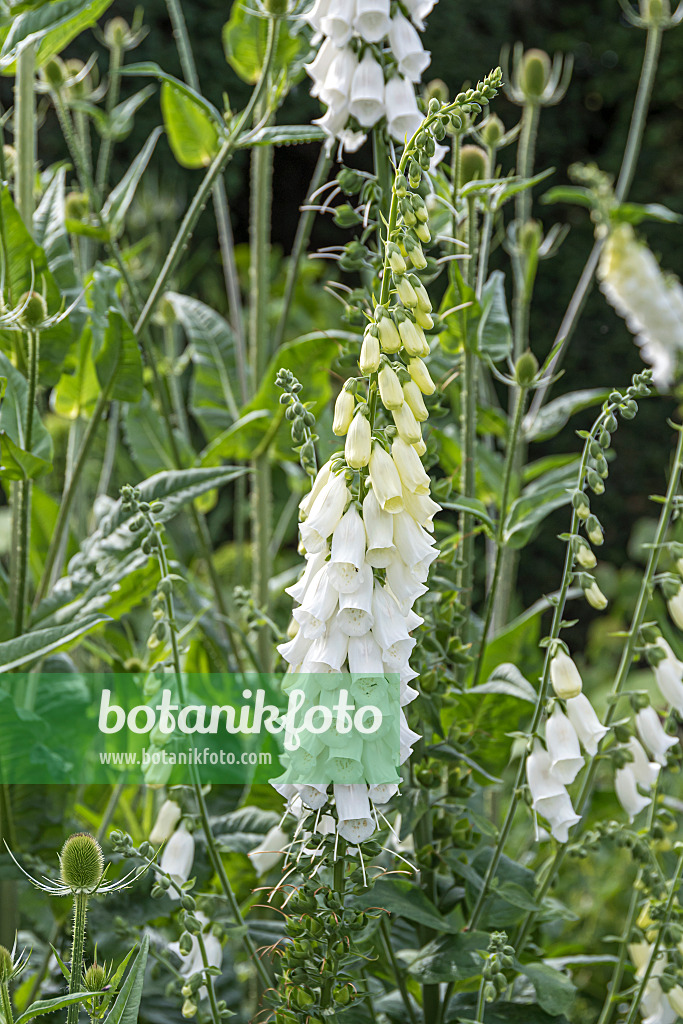 651220 - Common foxglove (Digitalis purpurea 'Alba')