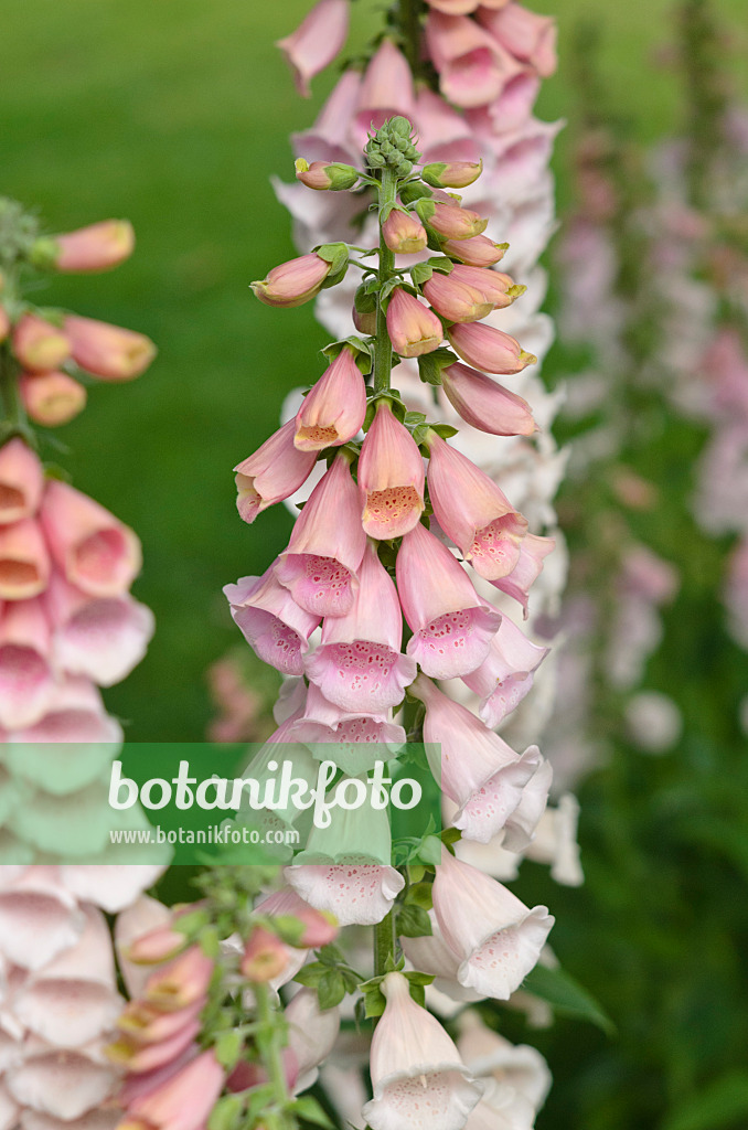 545088 - Common foxglove (Digitalis purpurea 'Pink Gin')