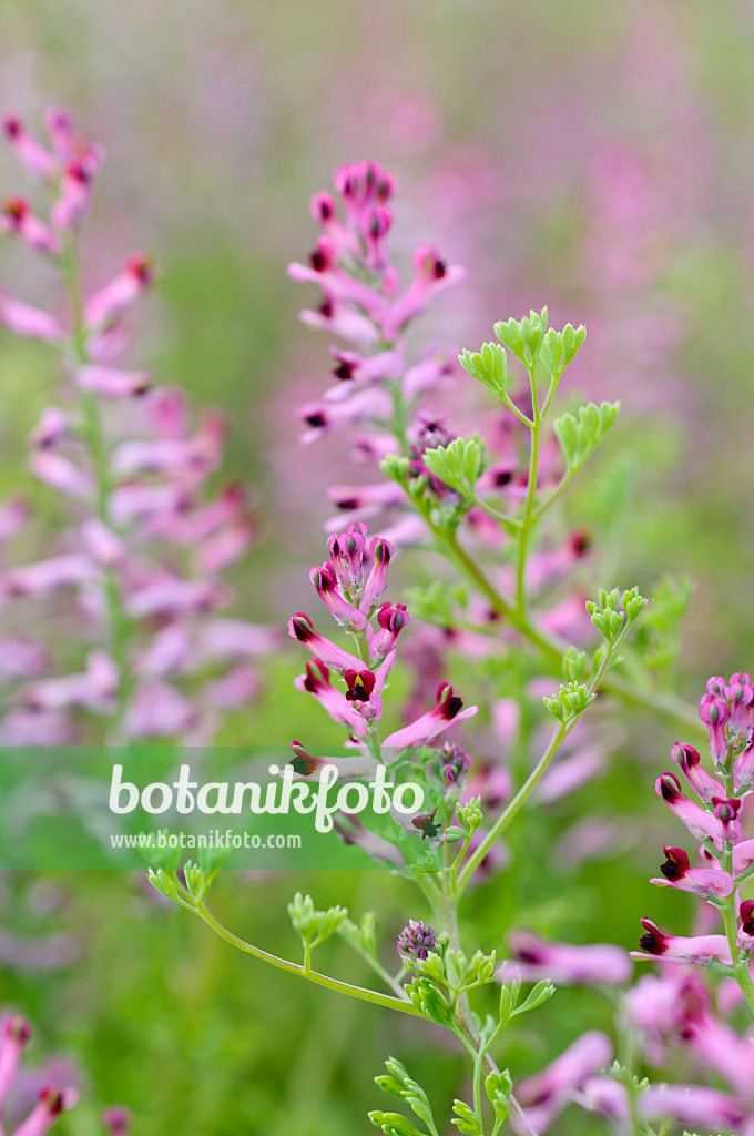 472264 - Common fumitory (Fumaria officinalis)