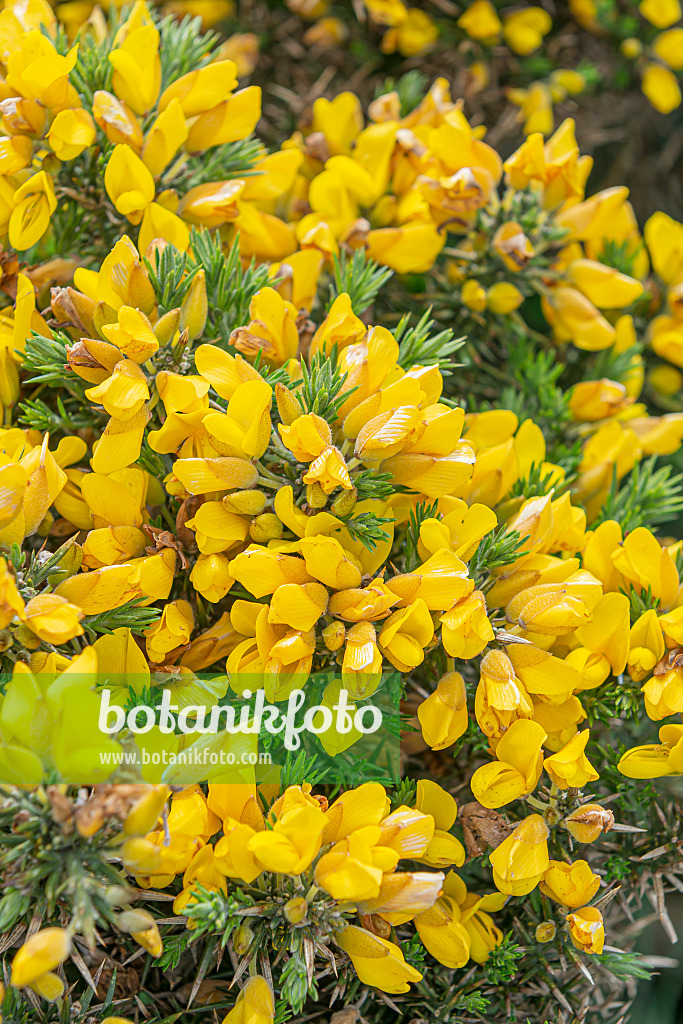 625384 - Common gorse (Ulex europaeus syn. Fabaceae)