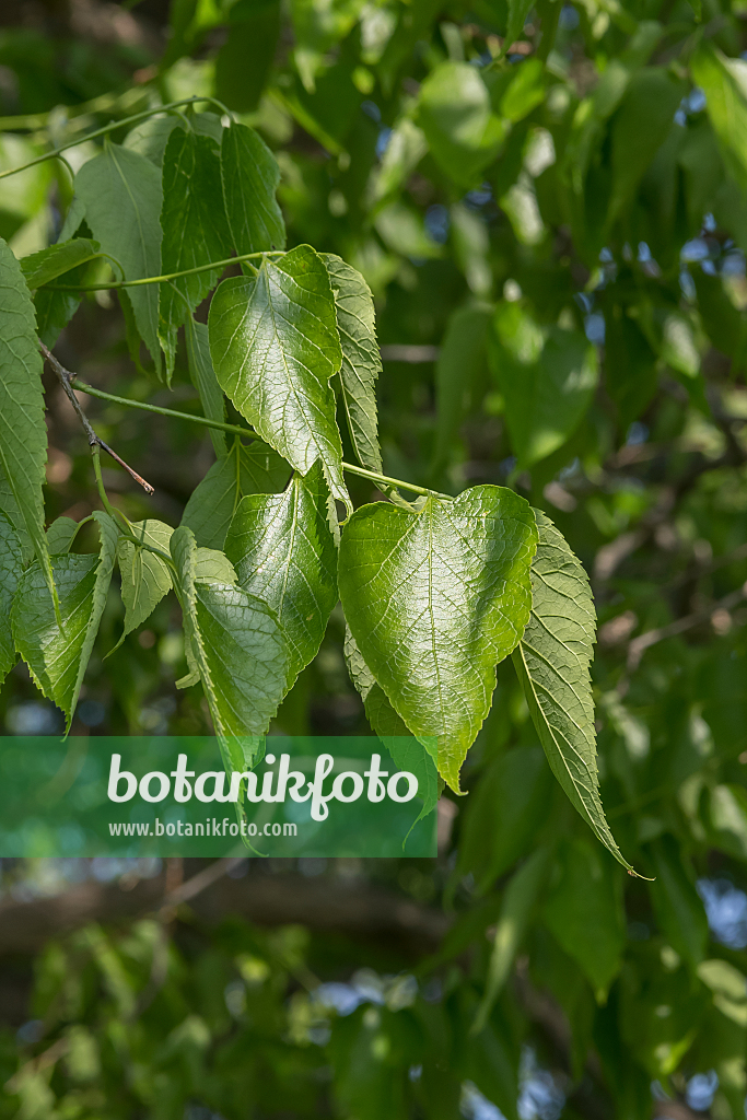 664065 - Common hackberry (Celtis occidentalis)