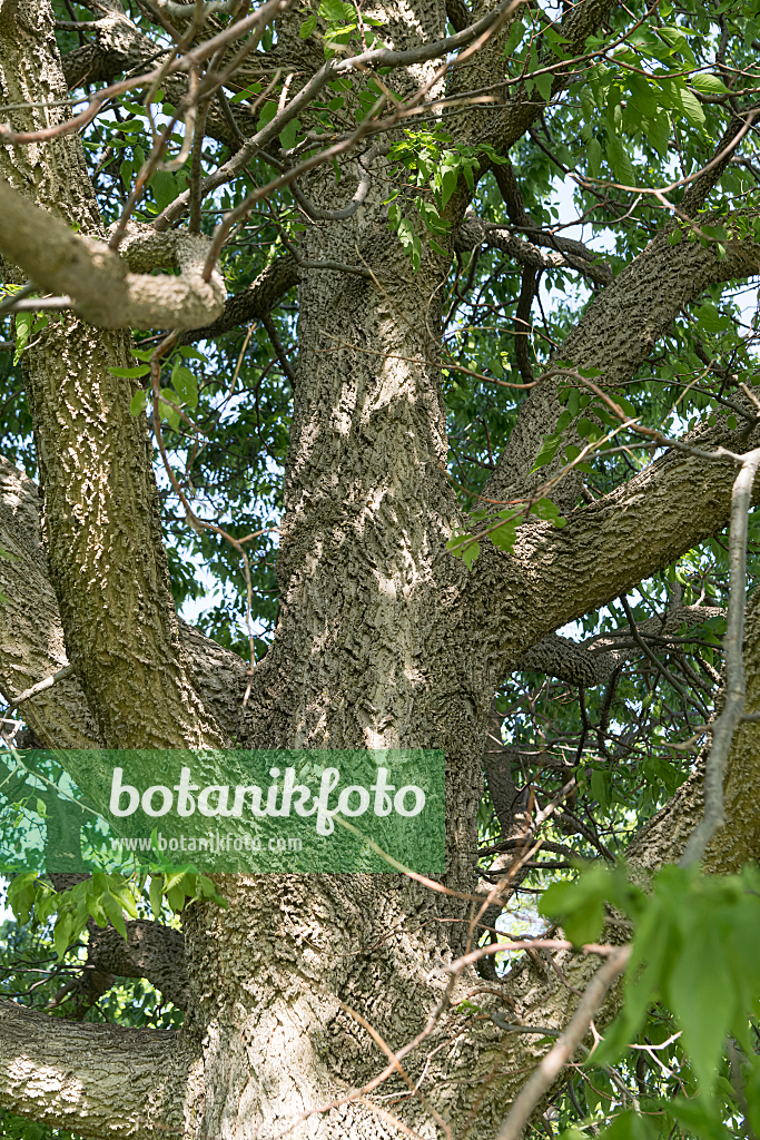 664066 - Common hackberry (Celtis occidentalis)