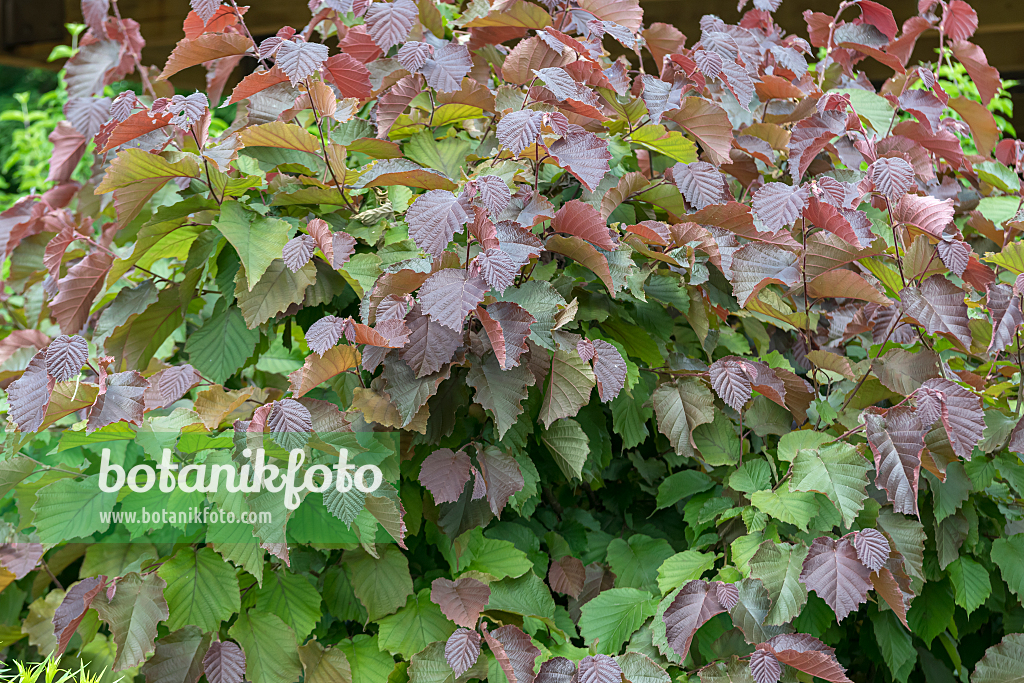 664105 - Common hazel (Corylus avellana 'Purple Haze')