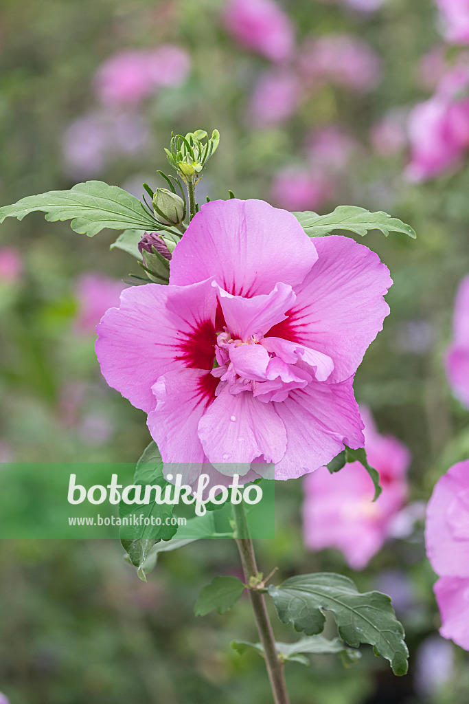 638119 - Common hibiscus (Hibiscus syriacus 'Eruption')