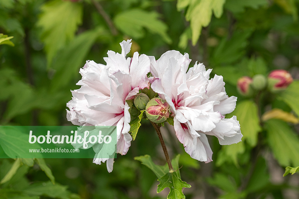 607085 - Common hibiscus (Hibiscus syriacus 'French Cabaret Pastel')