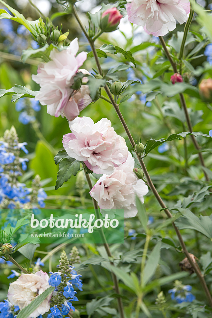635048 - Common hibiscus (Hibiscus syriacus 'French Cabaret Pastel')