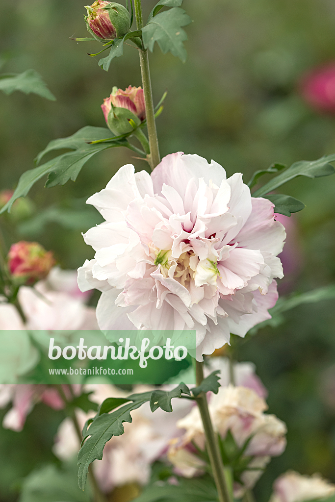 664182 - Common hibiscus (Hibiscus syriacus 'French Cabaret Pastel')