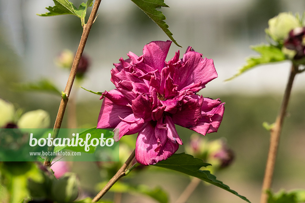 607086 - Common hibiscus (Hibiscus syriacus 'French Cabaret Red')