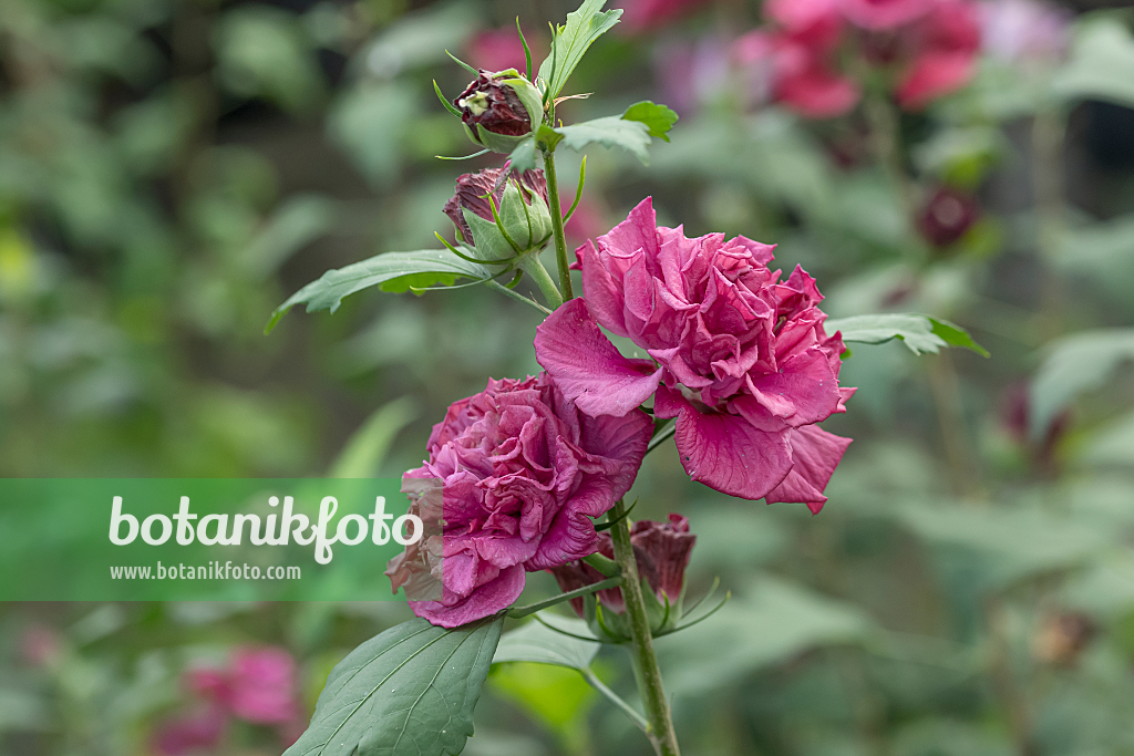 664183 - Common hibiscus (Hibiscus syriacus 'French Cabaret Red')