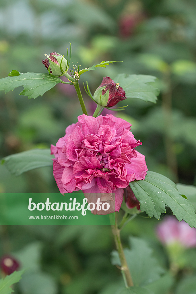 664184 - Common hibiscus (Hibiscus syriacus 'French Cabaret Red')
