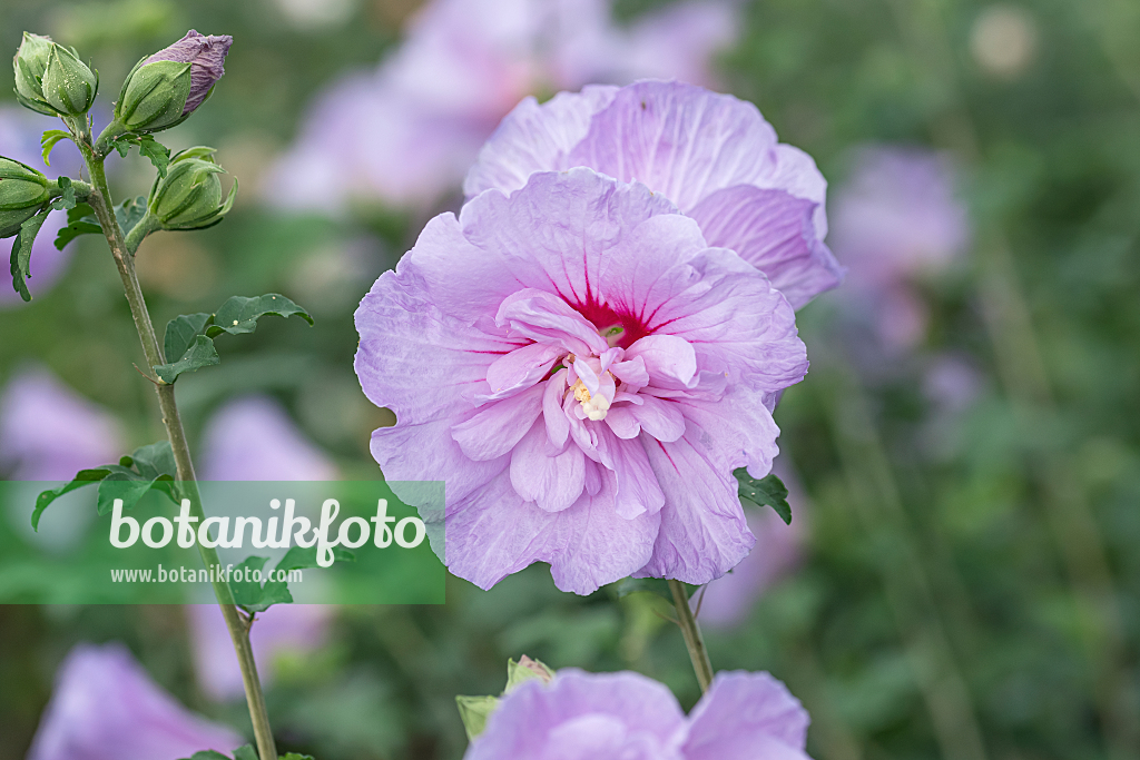 664185 - Common hibiscus (Hibiscus syriacus 'Lavander Chiffon')