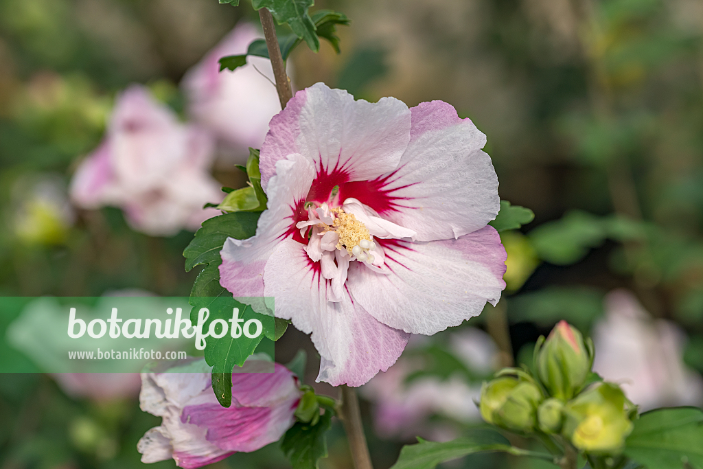 664186 - Common hibiscus (Hibiscus syriacus 'Pinky Spot')