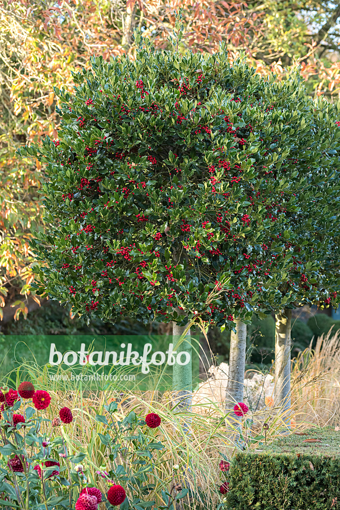 651337 - Common holly (Ilex aquifolium 'Alaska')