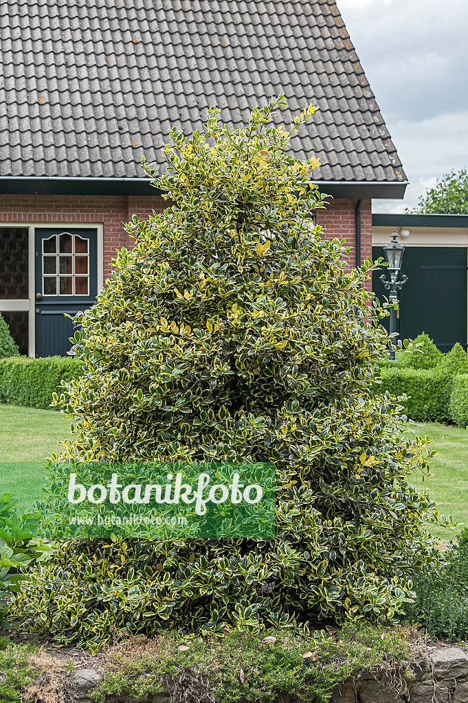 651338 - Common holly (Ilex aquifolium 'Golden van Tol')
