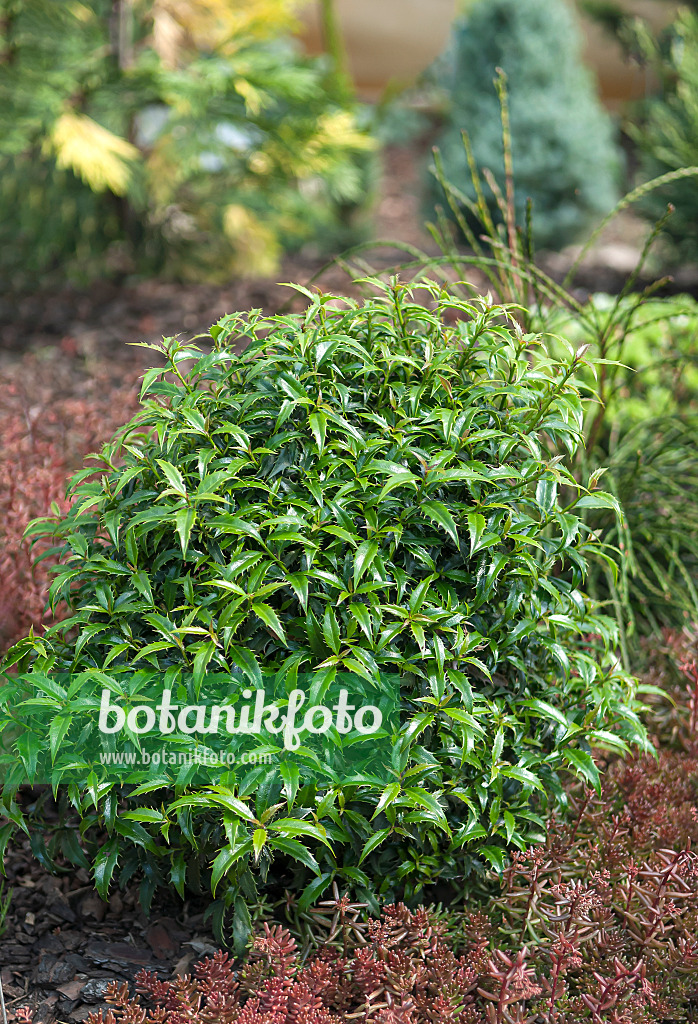 651339 - Common holly (Ilex aquifolium 'Heckenzwerg')