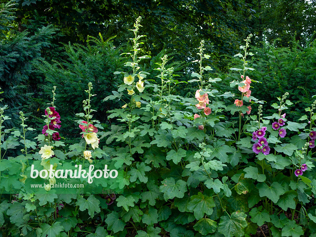 449046 - Common hollyhock (Alcea rosea)