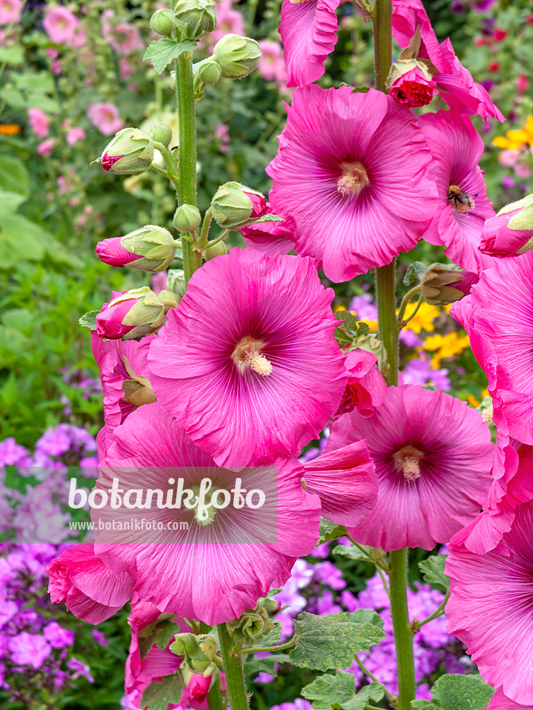 462141 - Common hollyhock (Alcea rosea)