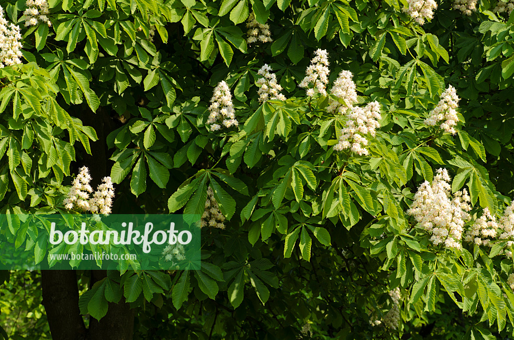 495363 - Common horse chestnut (Aesculus hippocastanum)