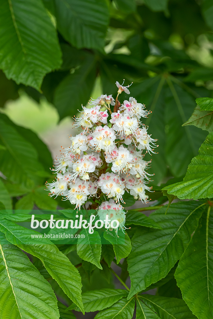 664027 - Common horse chestnut (Aesculus hippocastanum 'Pyramidalis')