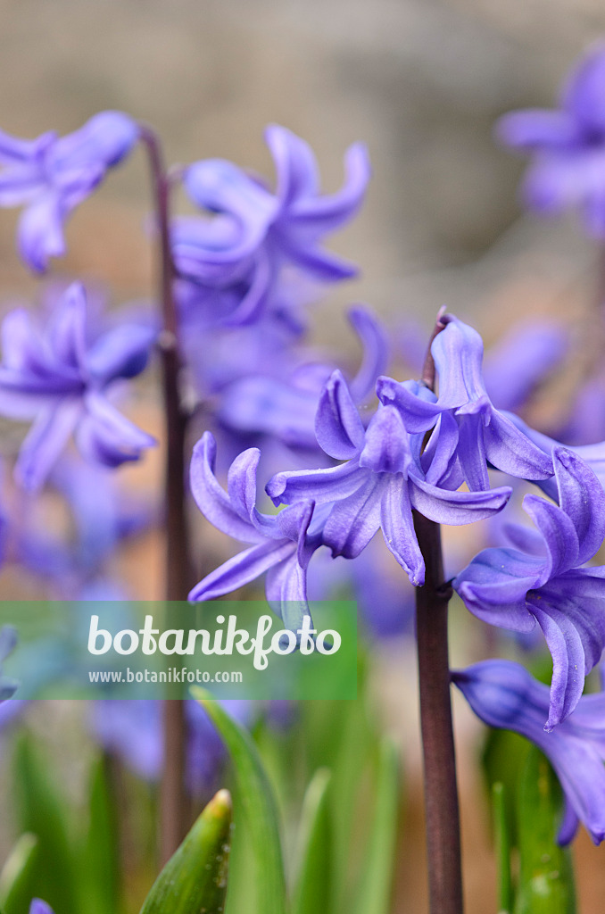 519064 - Common hyacinth (Hyacinthus orientalis)