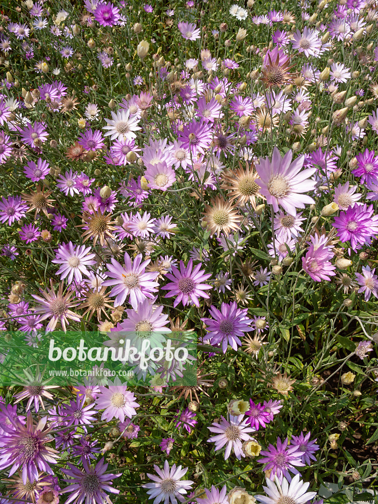 404023 - Common immortelle (Xeranthemum annuum)