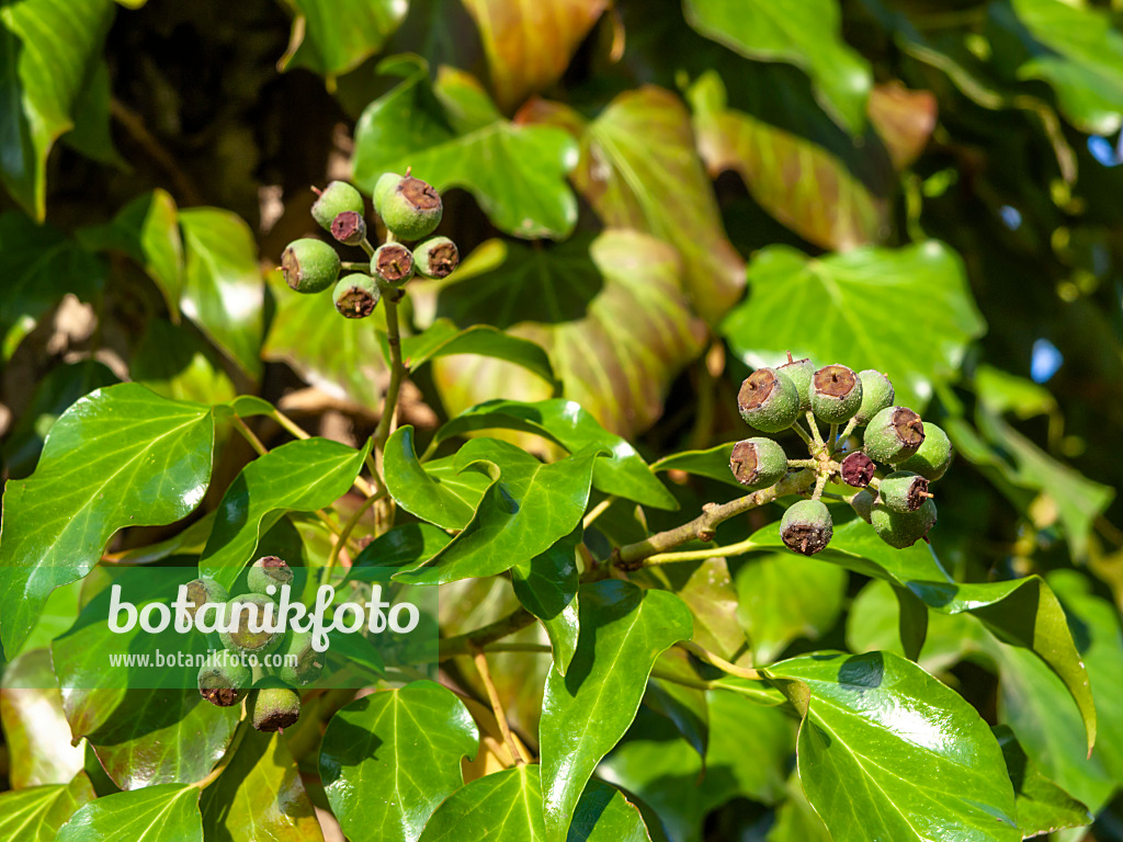 431076 - Common ivy (Hedera helix)